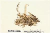 藏品(分枝石蕊)的圖片